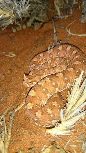 Horned Adder Bitis caudalis red