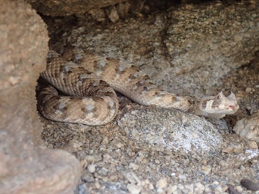 Horned Adder (Bitis caudalis)