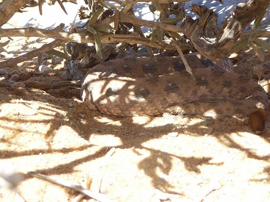 Horned Adder, Bitis caudalis