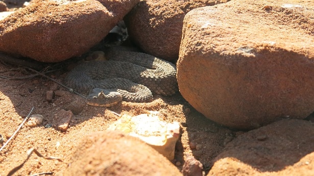 Horned Adder africa Bitis caudalis