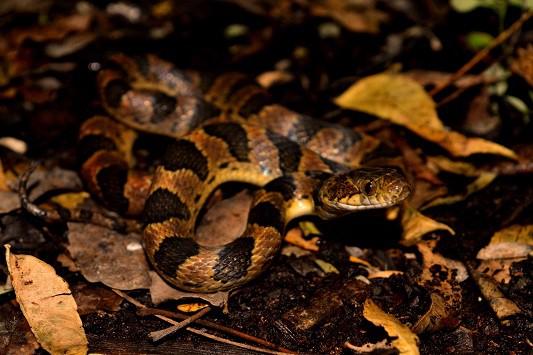 Leptodeira annulata (cat-eyed snake)