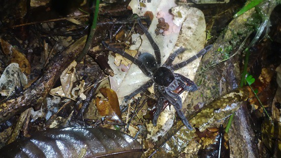 Leptodeira annulata goliath bird eater