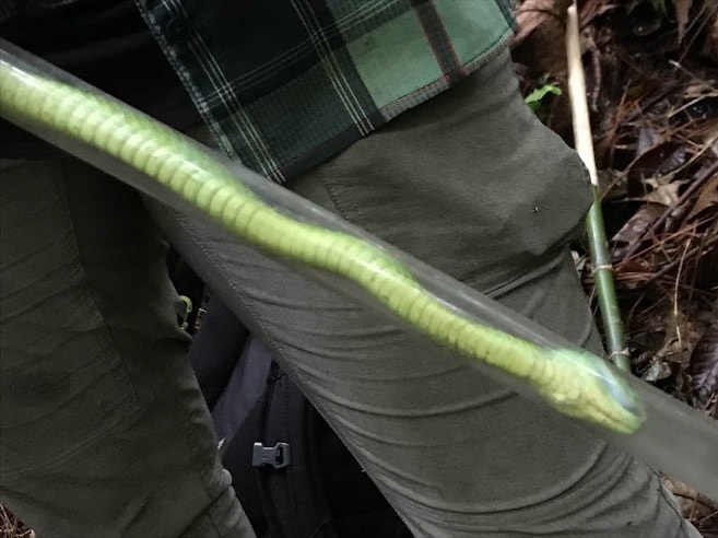 March's Palm Pit Viper Bothriechis marchi