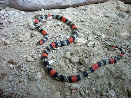 Micrurus isozonus venezuelan coral snake