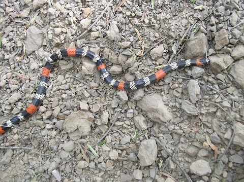 Micrurus serranus Bolivian Coral Snake