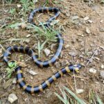 Oaxacan Coralsnake Mexico Micrurus ephippifer