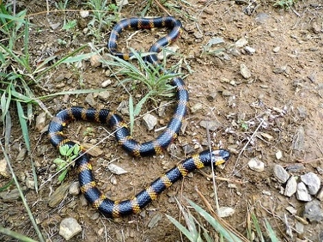 Oaxacan Coralsnake Mexico Micrurus ephippifer