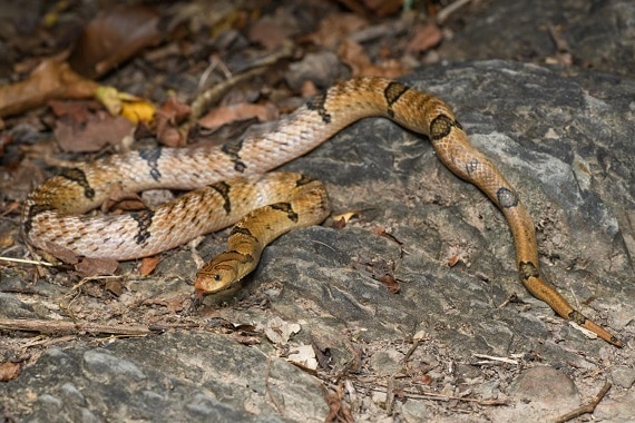 Oligodon fasciolatus, Kaeng Krachan District