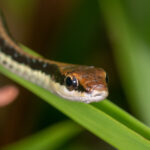 Painted Bronzeback Dendrelaphis pictus face