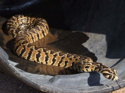 Palestine Viper Daboia palaestinae lunge