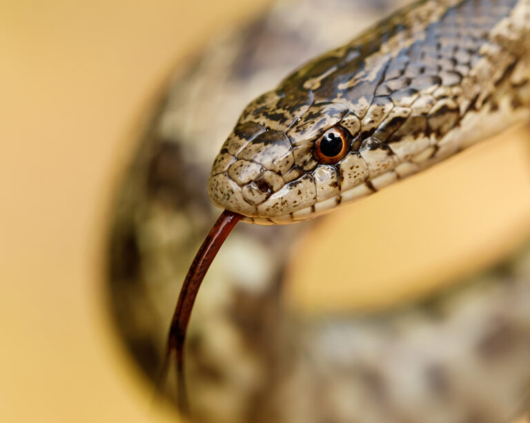 10 Facts About The Prairie Kingsnake - Snake Radar