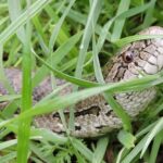Prairie Kingsnake Lampropeltis calligaster head