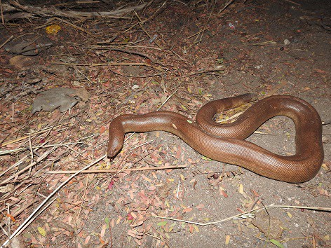 Red Sand Boa (Eryx johnii)