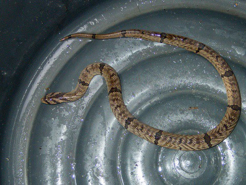 Small-banded Kukri Oligodon fasciolatus