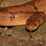 Small-banded Kukri Snake Oligodon fasciolatus