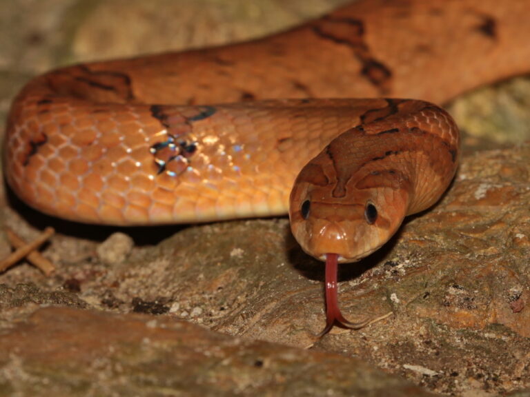 Small Banded Snake 10 Facts About The Small-Banded Kukri Snake - Snake Radar