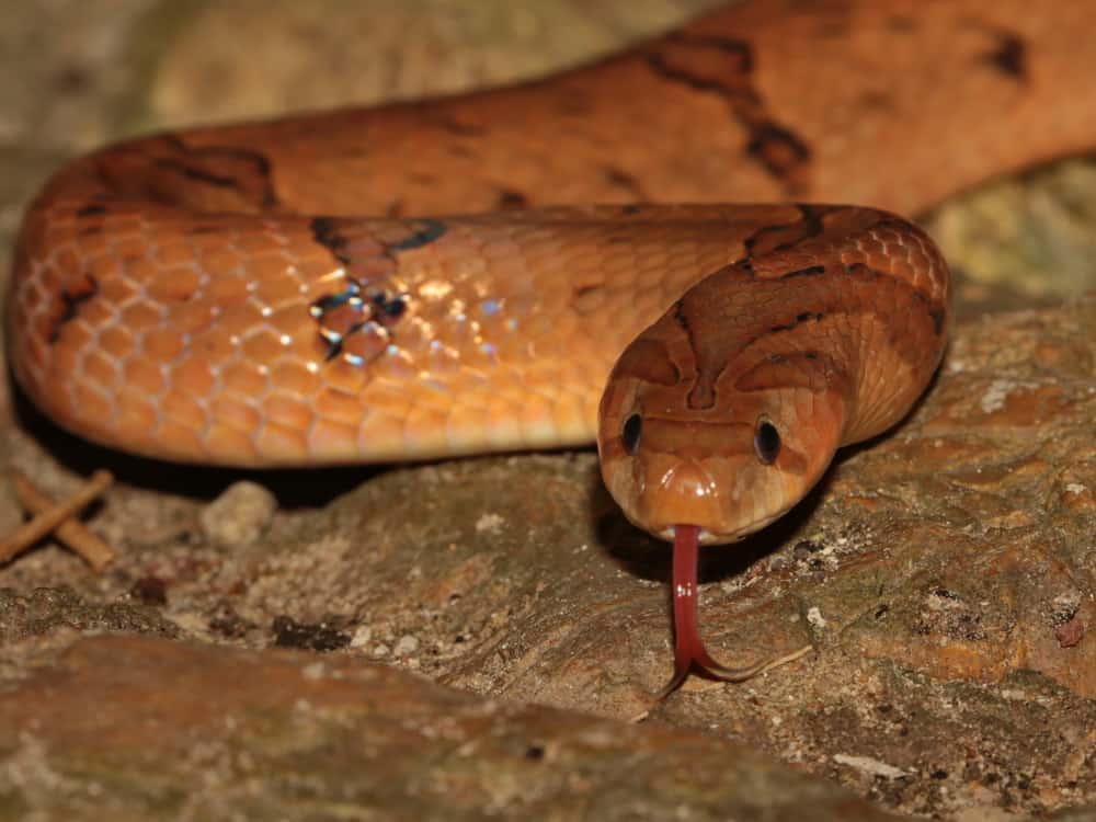 Small-banded Kukri Snake Oligodon fasciolatus