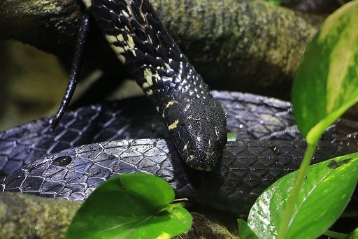 Tropical Rat Snake Spilotes pullatus