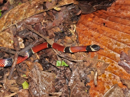 capuchin coral snake Micrurus dumerilii