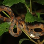 leptodeira annulata cat-eyed snake