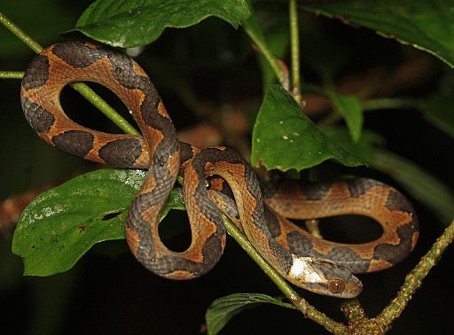 leptodeira annulata cat-eyed snake