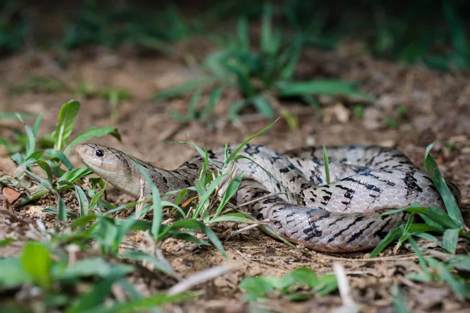oligodon fasciolatus kukri snake thailand