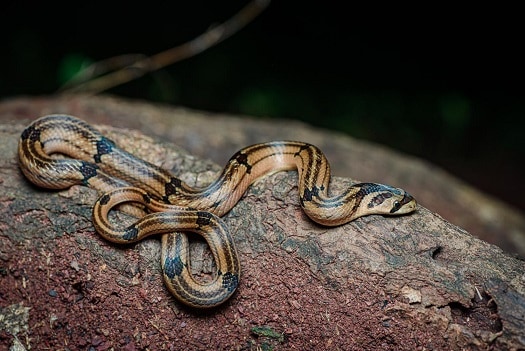 oligodon fasciolatus striped patterns thailand