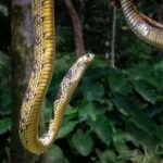 spilotes pullatus (tiger ratsnake)