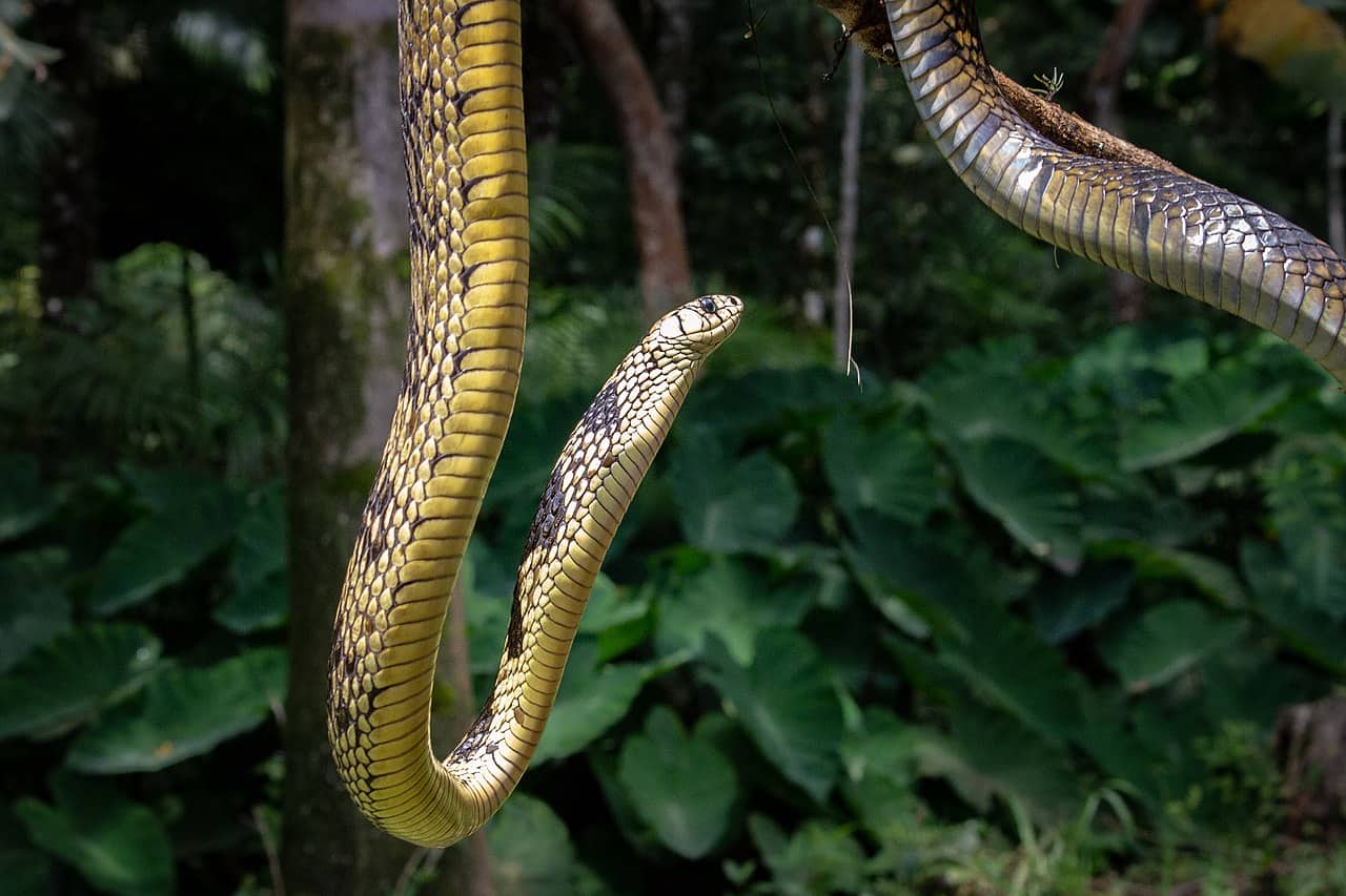 spilotes pullatus (tiger ratsnake)