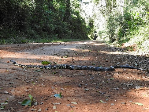 spilotes pullatus tiger ratsnake road