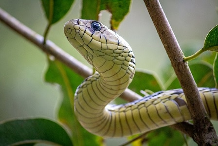 spilotes pullatus tiger ratsnake