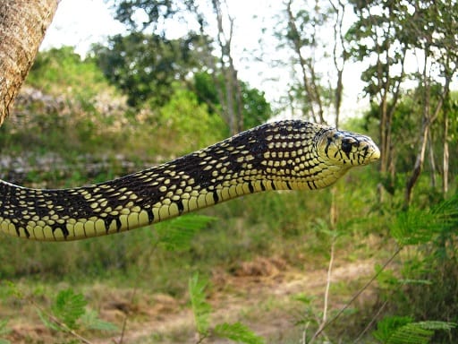 tiger ratsnake Spilotes pullatus inflated