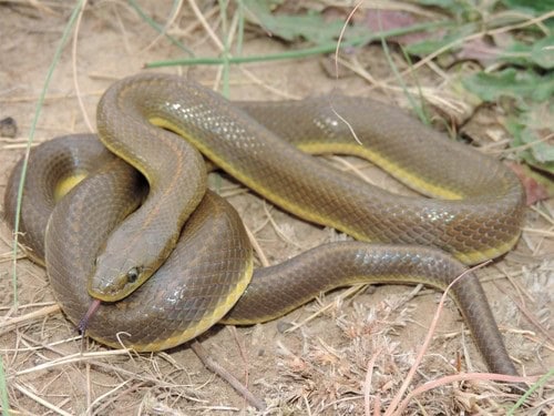 Aurora House Snake (Lamprophis aurora) africa