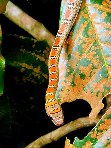 Banded Flying Snake Chrysopelea pelias recognisable