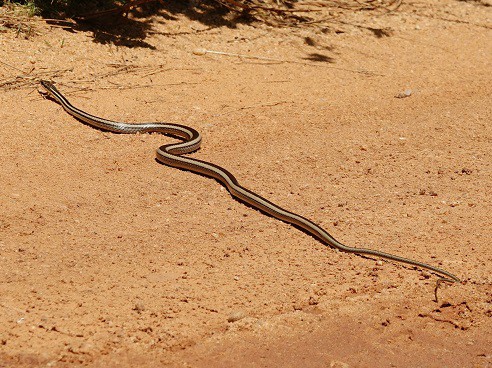 Bernier's Striped Snake (Dromicodryas bernieri)