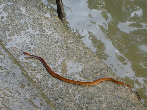 Blue-necked Keelback Rhabdophis rhodomelas