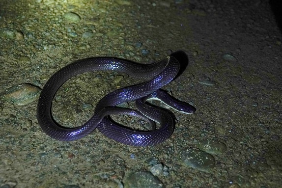 Bungarus niger greater black krait