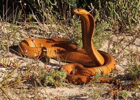 Cape Cobra (Naja nivea) africa