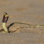 Cape Cobra Naja nivea beach