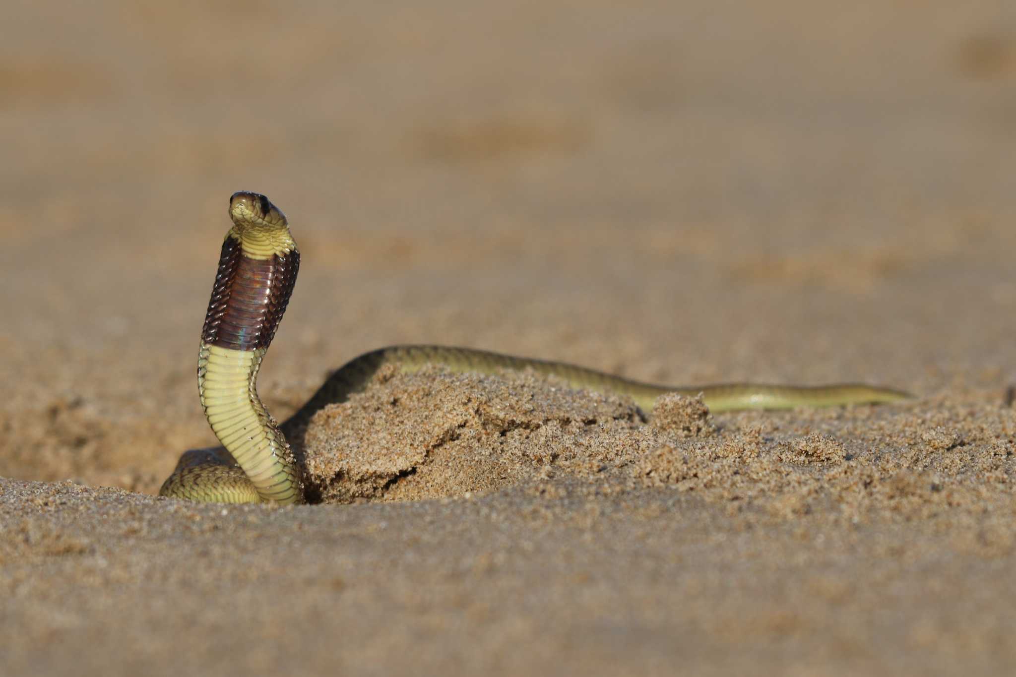 Cape Cobra Naja nivea beach