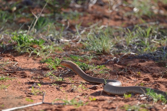 Cape Cobra Naja nivea slithering