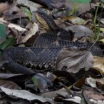 Central American Pitviper Metlapilcoatlus mexicanus