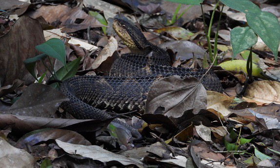 Central American Pitviper Metlapilcoatlus mexicanus