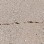 Coachwhip Masticophis flagellum crossing road