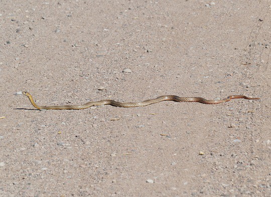 Coachwhip Masticophis flagellum crossing road