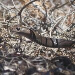 Dugite Pseudonaja affinis watching
