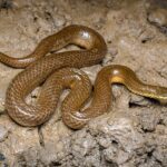Gerarda prevostiana glossy marsh snake