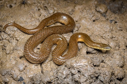 Gerarda prevostiana glossy marsh snake