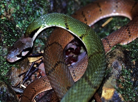 Green Keelback (Rhabdophis nigrocinctus) thailand