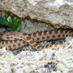 Hemorrhois nummifer coin marked snake